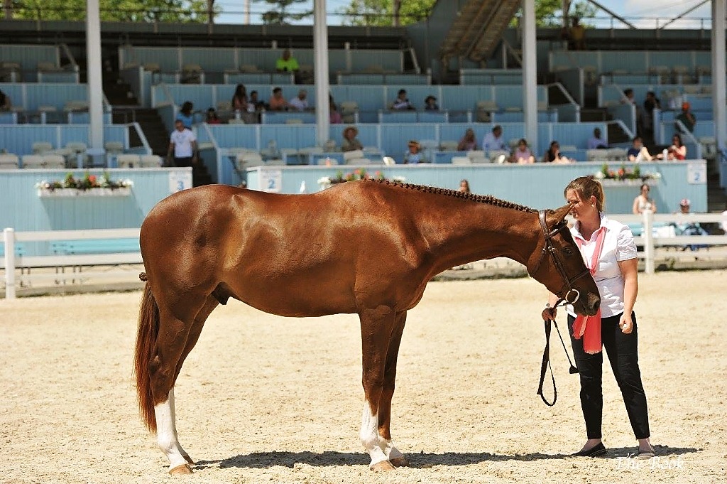 Carolyn Sabolis-Hall presenting a champion horse at a major equestrian stadium before the grandstands.
