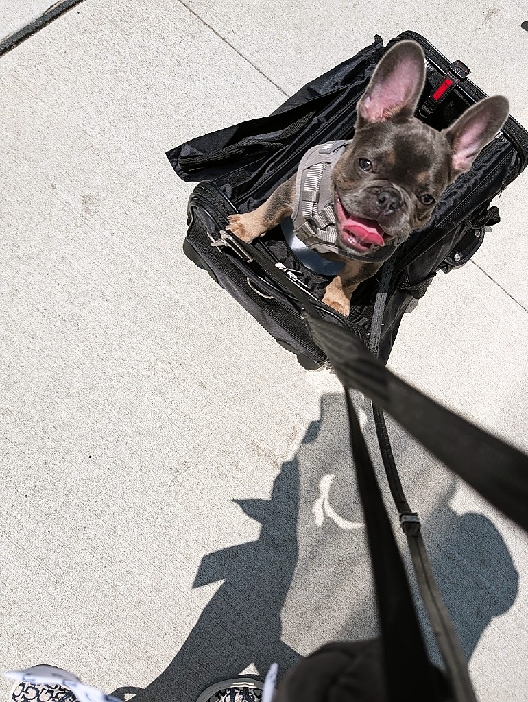 Ronan (Ro) riding happily in a rolling carrier bag during an outdoor urban socialization walk.