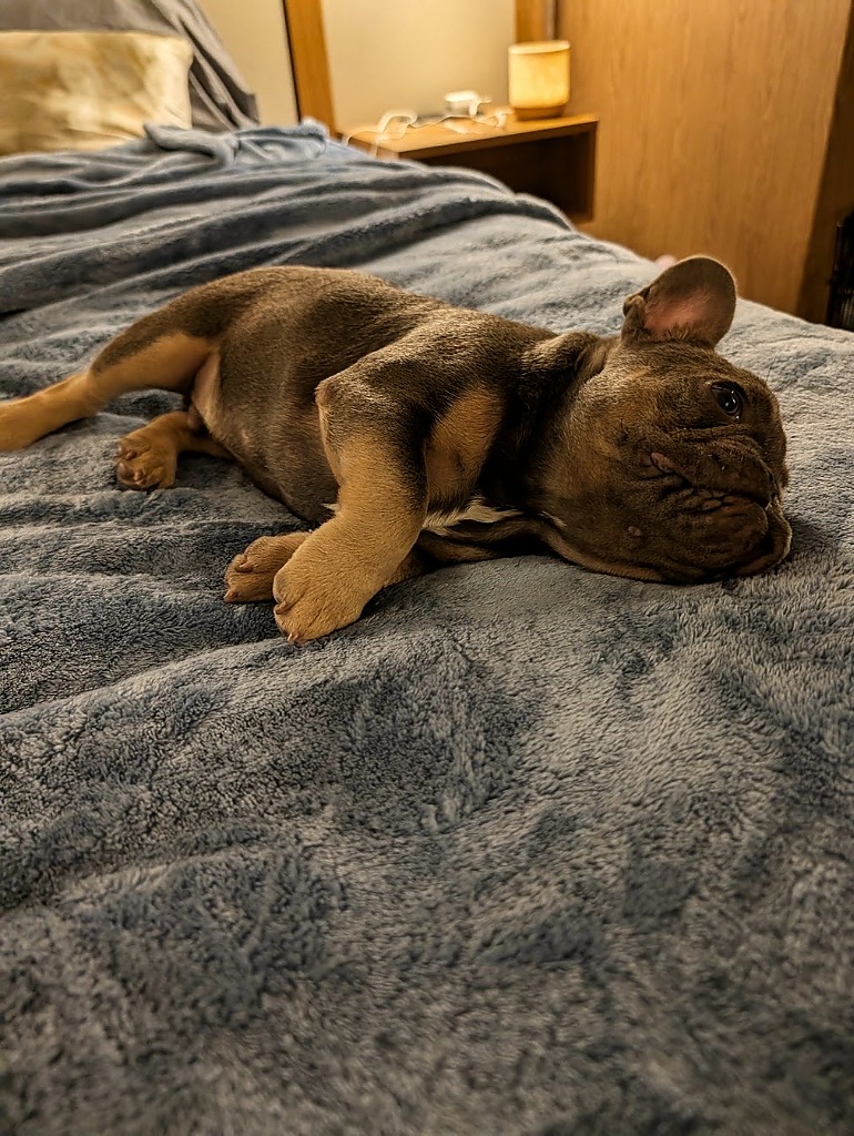 Ronan (Ro) deeply asleep on the bed, illustrating the critical 18-hour puppy sleep hygiene protocol.