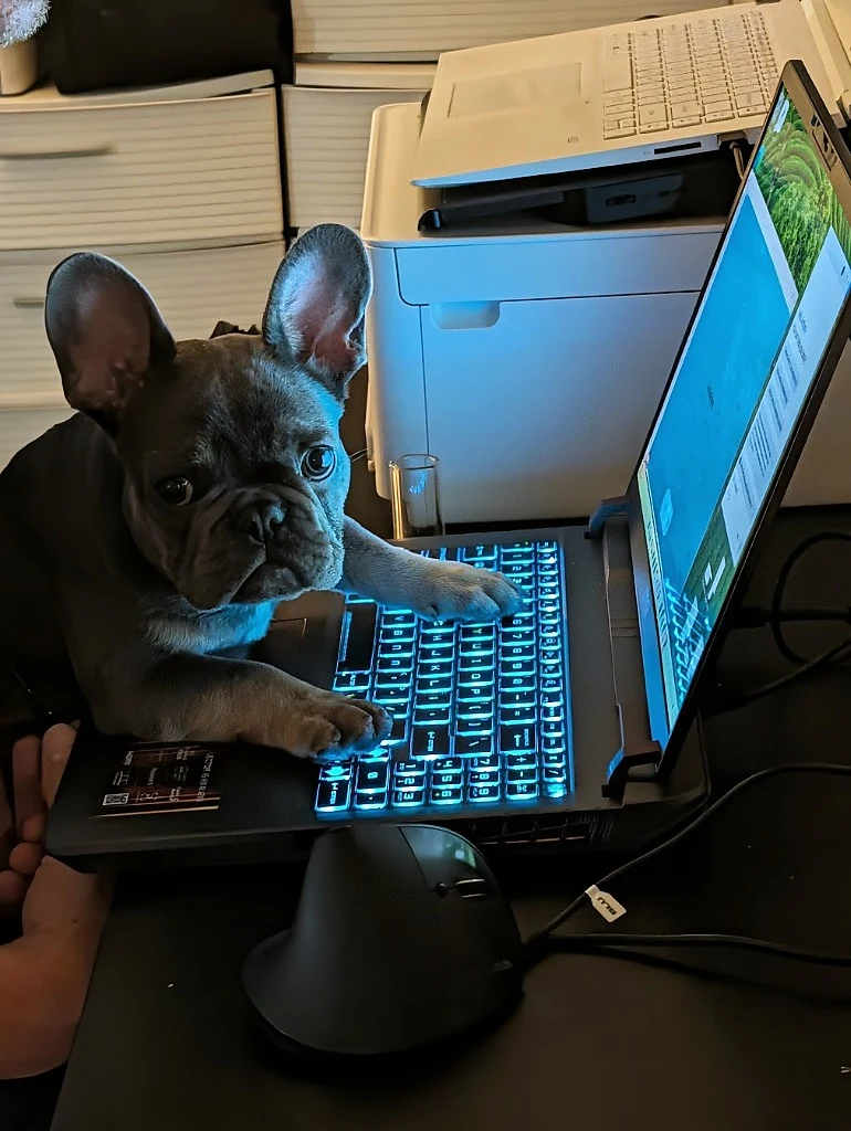 Ronan with paws on glowing laptop keyboard ready for remote coaching and video analysis